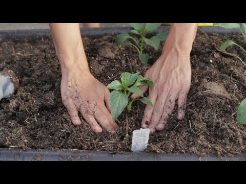 Container Gardening Vegetables for Beginners | Harper's Tribune