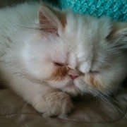 Flat Nosed Cat & Flat Faced Persian Kitten Cat