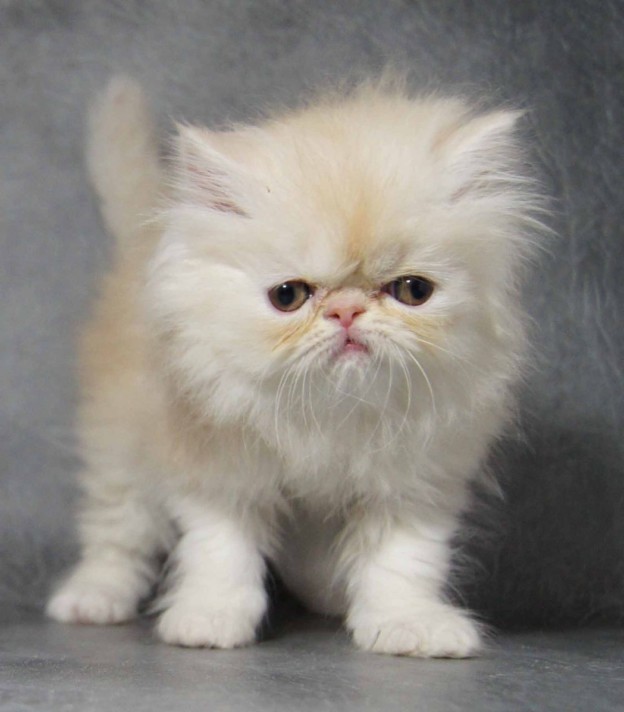 funny-persian-cat-kitten-pictures - Harper's Tribune