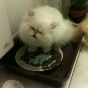 Persian Cat Eating Problems